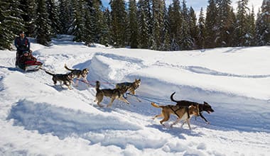 Dog Sledding