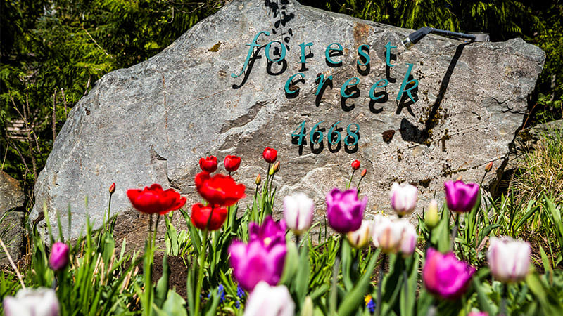 Forest Creek Photo 6