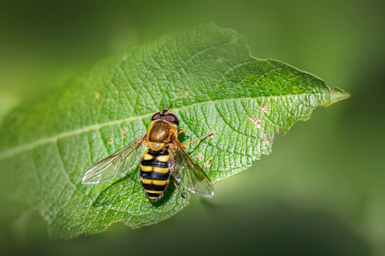 A hoverfly with yellow and black stripes resembling a wasp, resting on a leaf