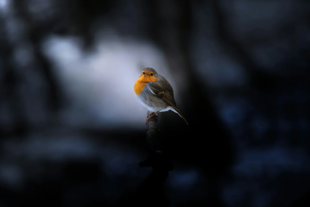 A robin perched on a branch in the dark