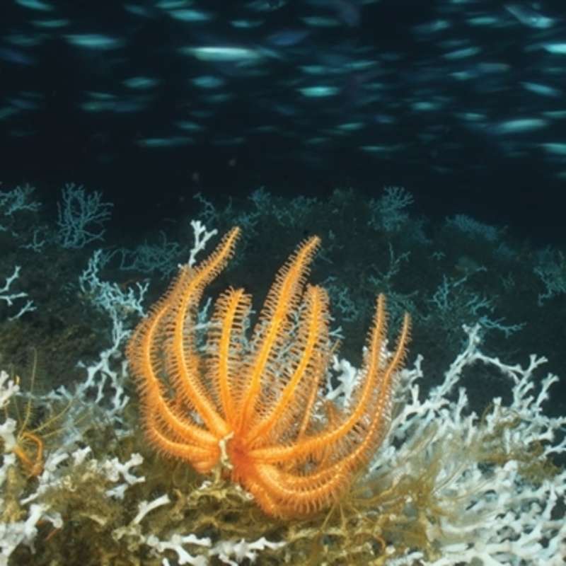Sea life