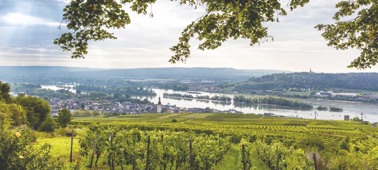 Wein aus Rheingau, Allemagne