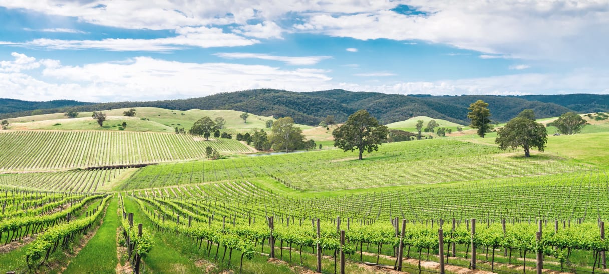 Wein aus Adelaide, Australien