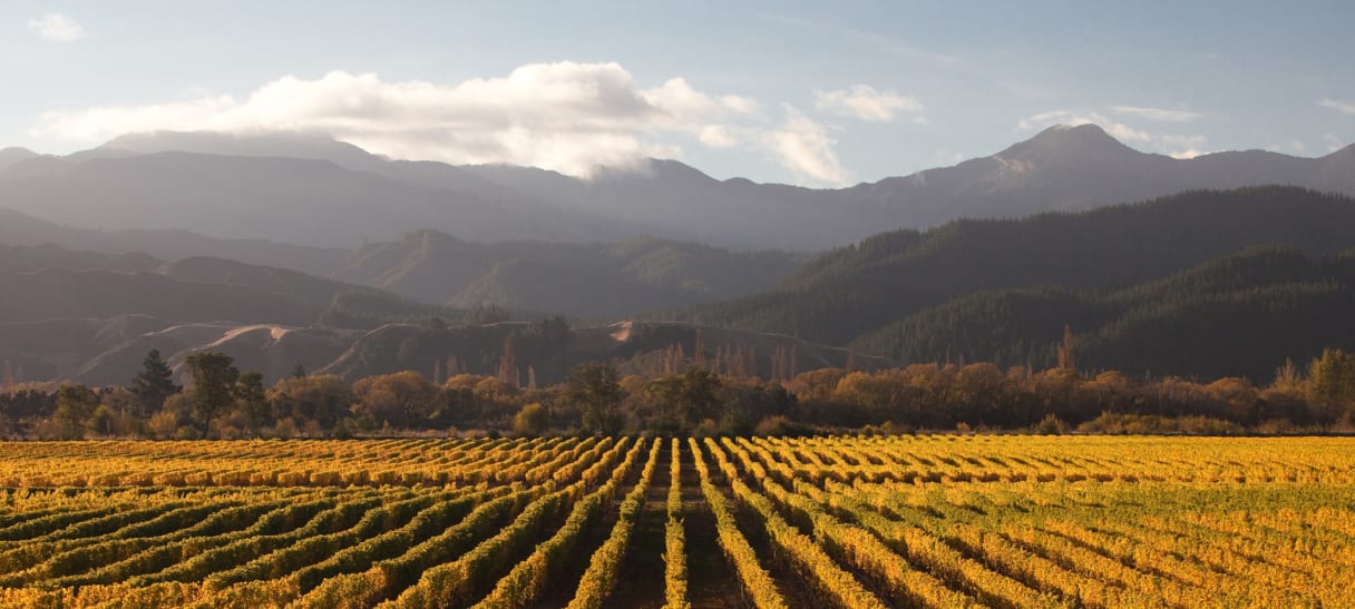 Wein aus Marlborough, Nouvelle-Zélande