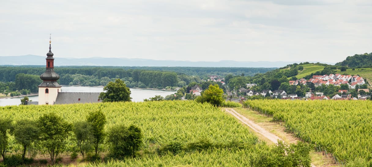 Wein aus Rheinhessen, Duitsland