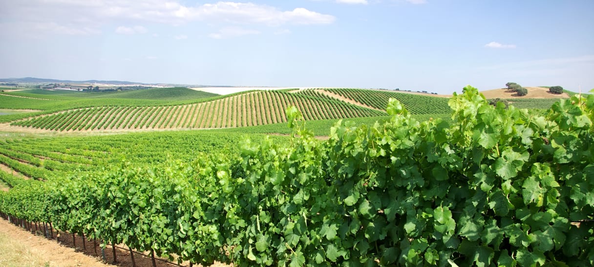 Wein aus Vinho Verde, Portugal