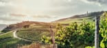 Weisswein aus Mosel, Deutschland, vinifikation