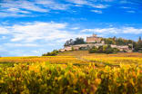 Wein aus Beaujolais, Frankreich