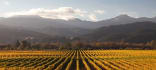 Wein aus Marlborough, Neuseeland