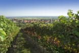 Wein aus Palatinat, Allemagne
