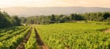 Wein aus Provence, Frankreich
