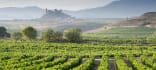 Wein aus Ribera del Duero, Spanien