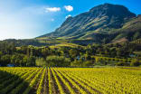 Wein aus Stellenbosch, Zuid-Afrika