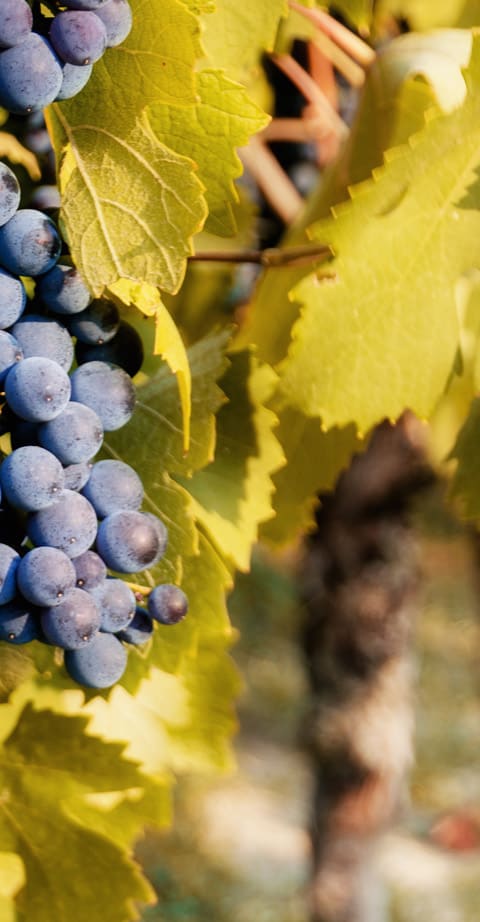 Barbera, wein aus Deutschland