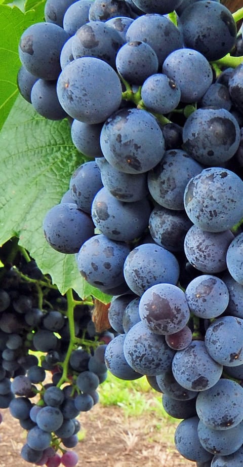 Blaufränkisch, wein aus Österreich