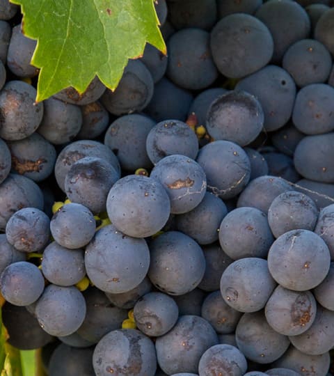 Cabernet Franc, wein aus Argentinien