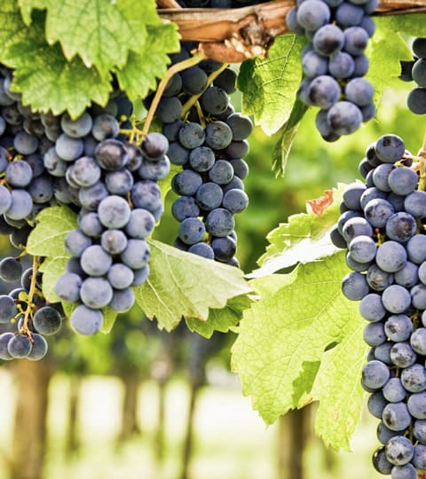 cabernet sauvignon, wein aus China