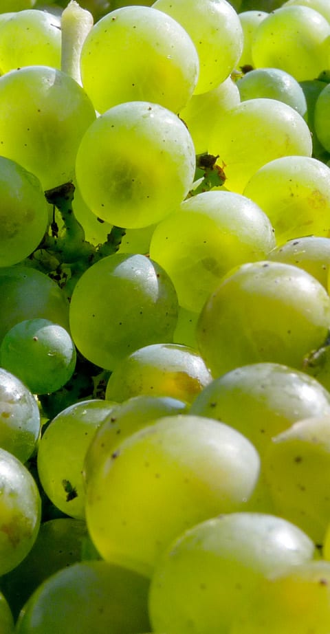 chardonnay, wein aus Zuid-Afrika
