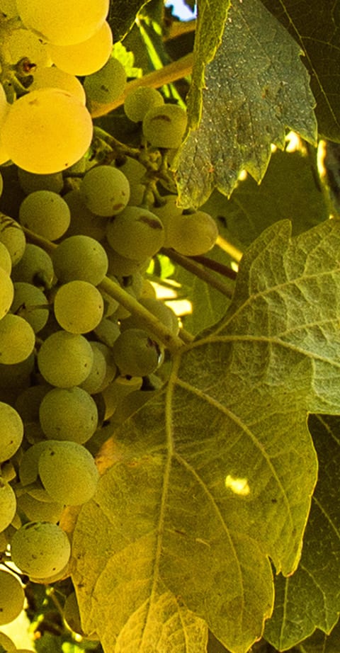 chenin blanc, wein aus Zuid-Afrika
