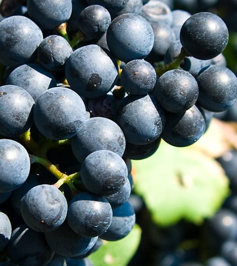 cinsault, wein aus Zuid-Afrika