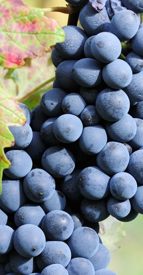 Corvina, wein aus Italien