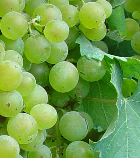 falanghina, wein aus Italië