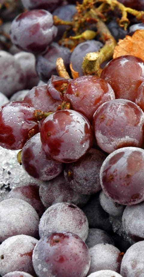 Grauburgunder, wein aus Österreich