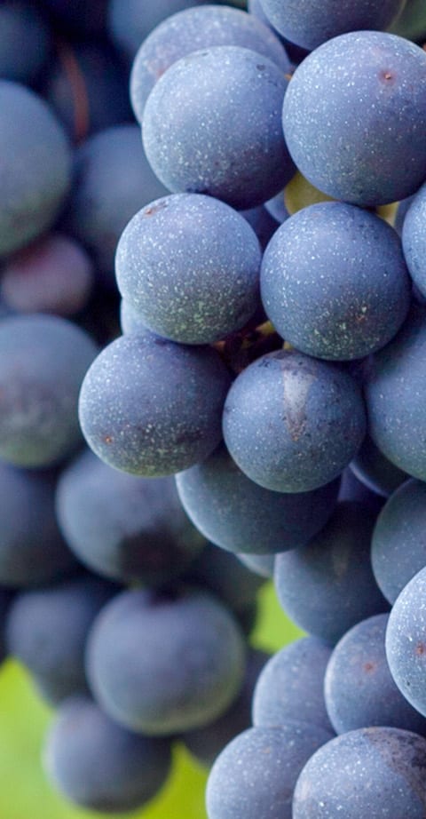 Grenache, wein aus Australie
