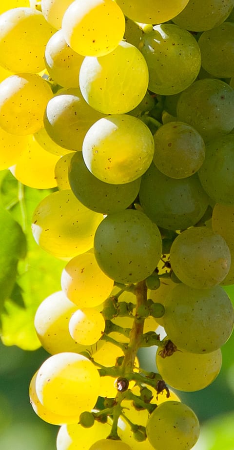 Grüner Veltliner, wein aus Österreich