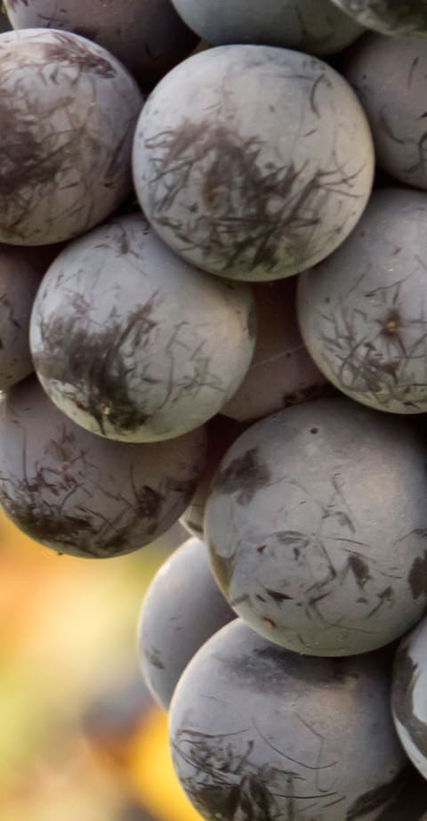 malbec, wein aus Frankrijk