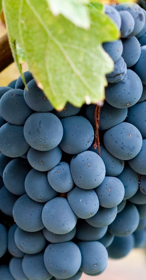merlot, wein aus Moldavië