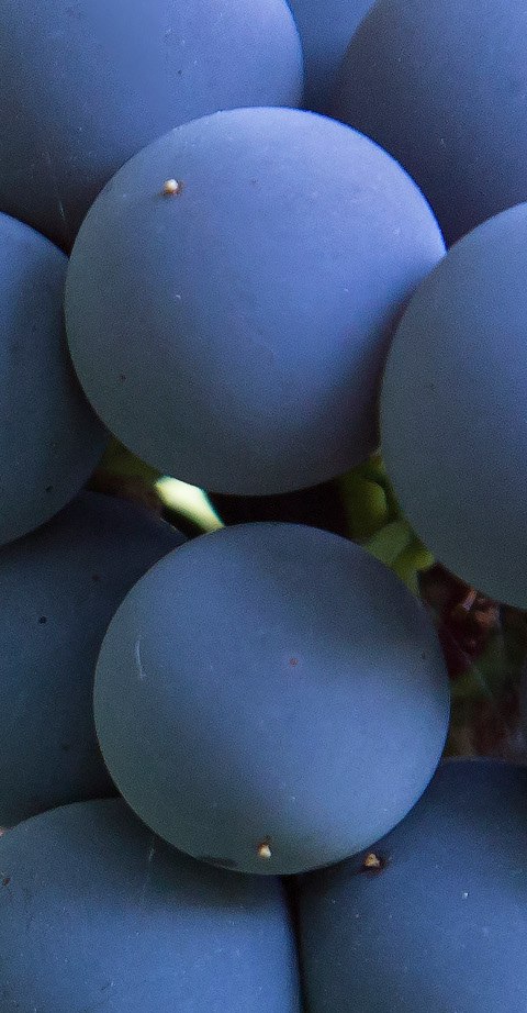 Monastrell, wein aus Spanien