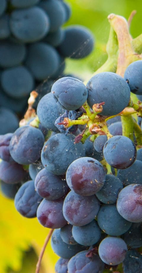 Montepulciano, wein aus Italien