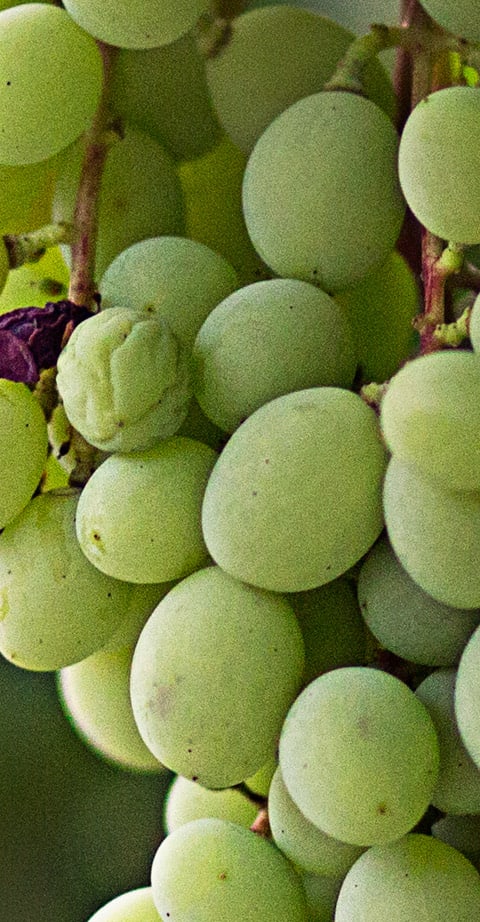 Muscat, wein aus Autriche