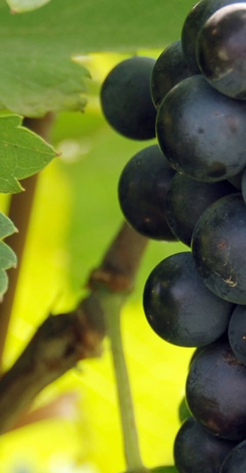 Negroamaro, wein aus Italien