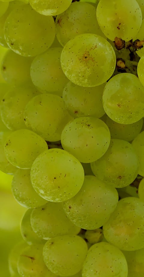 Pinot Blanc, wein aus Frankreich