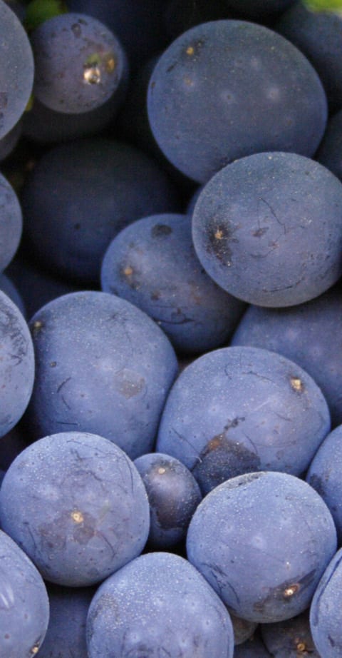 Pinot Meunier, wein aus Allemagne