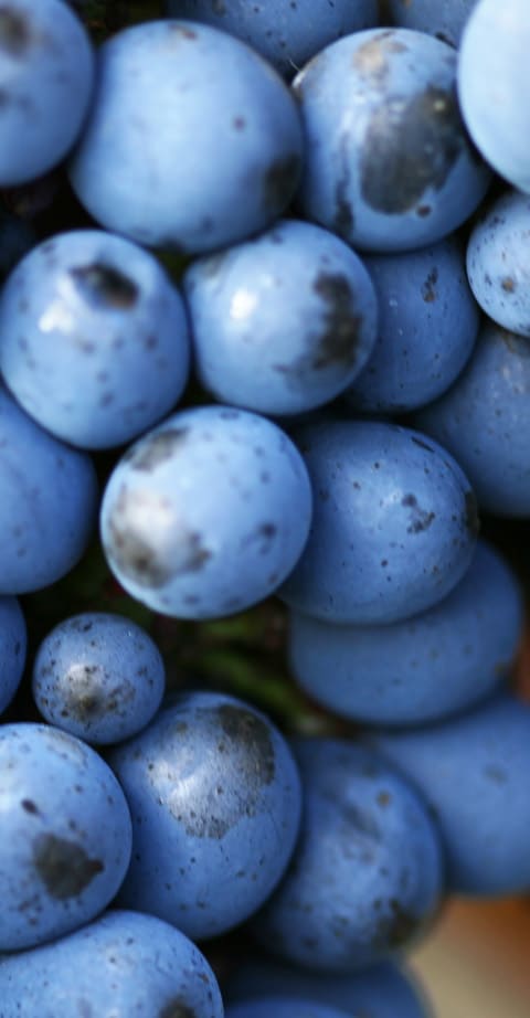 Pinot Noir, wein aus Österreich
