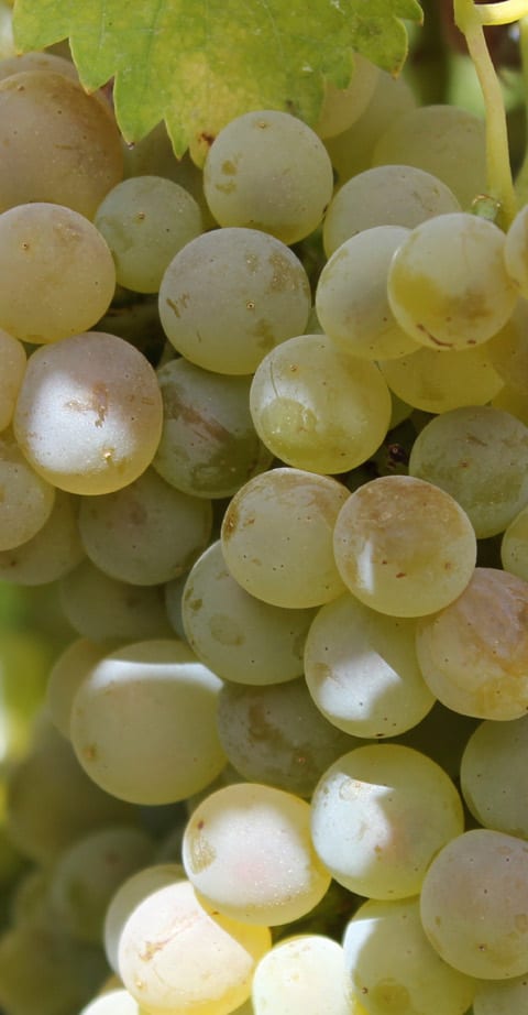 Riesling, wein aus Autriche