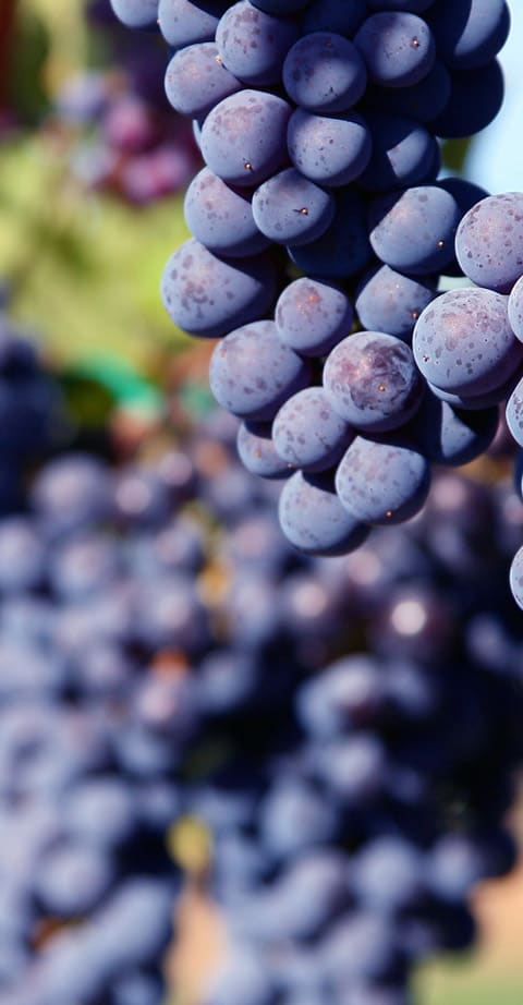 Sangiovese, wein aus USA