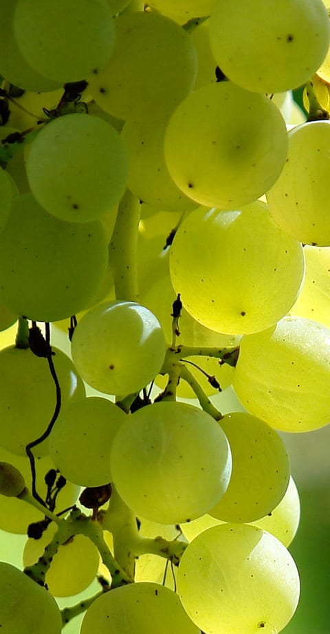 sauvignon blanc, wein aus Zuid-Afrika