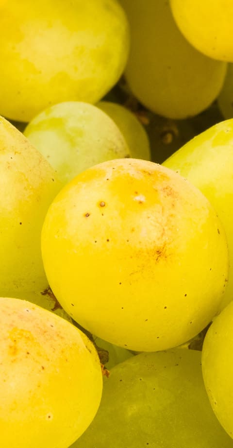 Scheurebe, wein aus Autriche