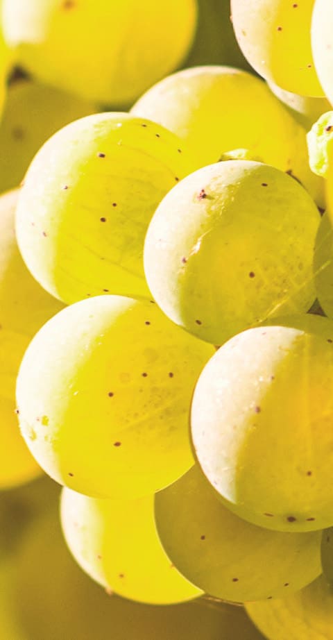Sémillon, wein aus Frankreich