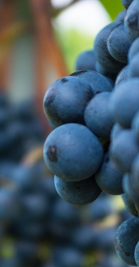 shiraz, wein aus Zuid-Afrika