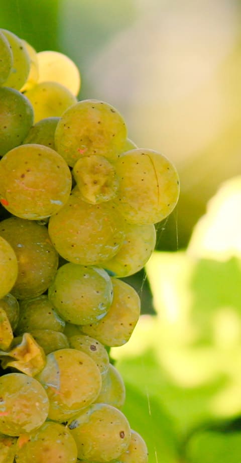 silvaner, wein aus Duitsland