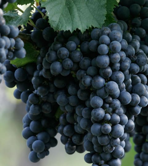 syrah, wein aus Zuid-Afrika
