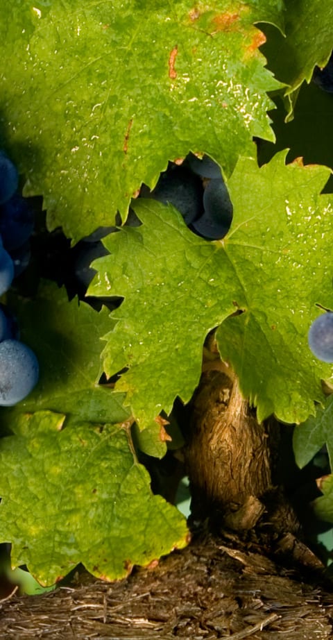 tannat, wein aus Frankrijk