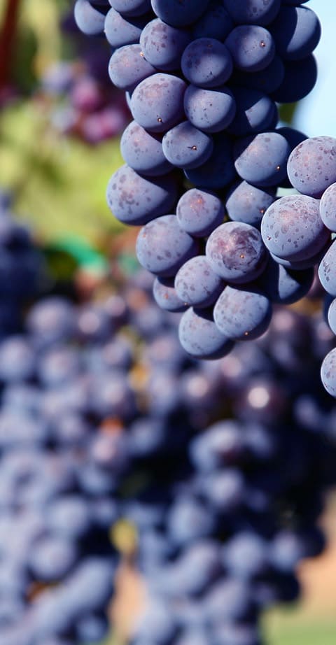 tempranillo, wein aus Spanje