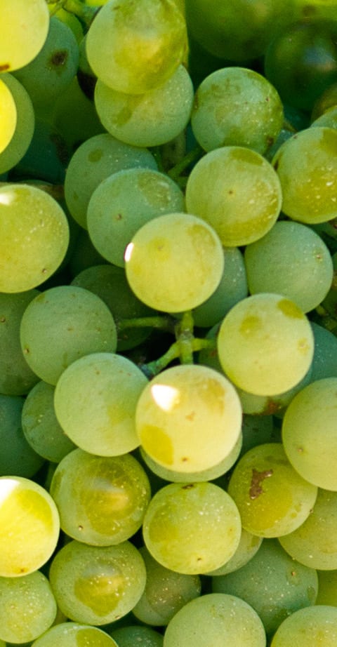verdejo, wein aus Spanje