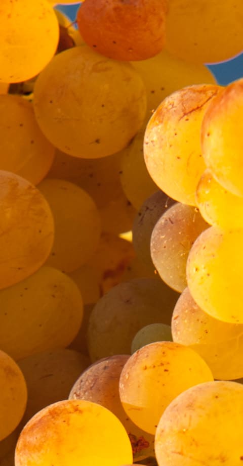 Verdicchio, wein aus Italien